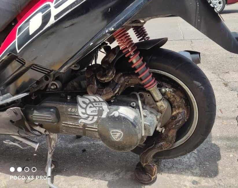 Tremendo susto; minatitleco encuentra serpiente en su motocicleta