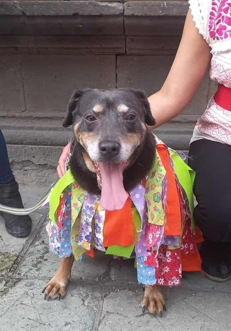 Reaparece “Mazapán” el perro que baila en la Guelaguetza en Oaxaca(+video)