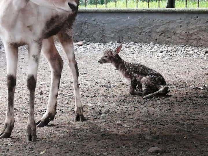 Nace cría de venado en Orizaba, se encuentra en la Reserva Animal del Paseo del Río