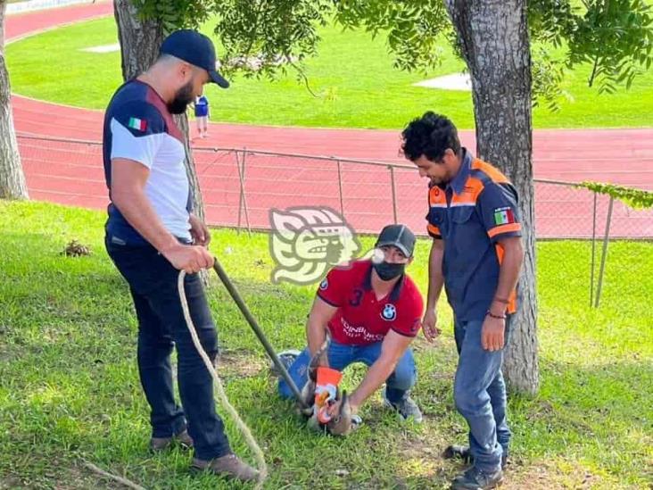 Rescatan oso hormiguero en unidad deportiva de Acayucan