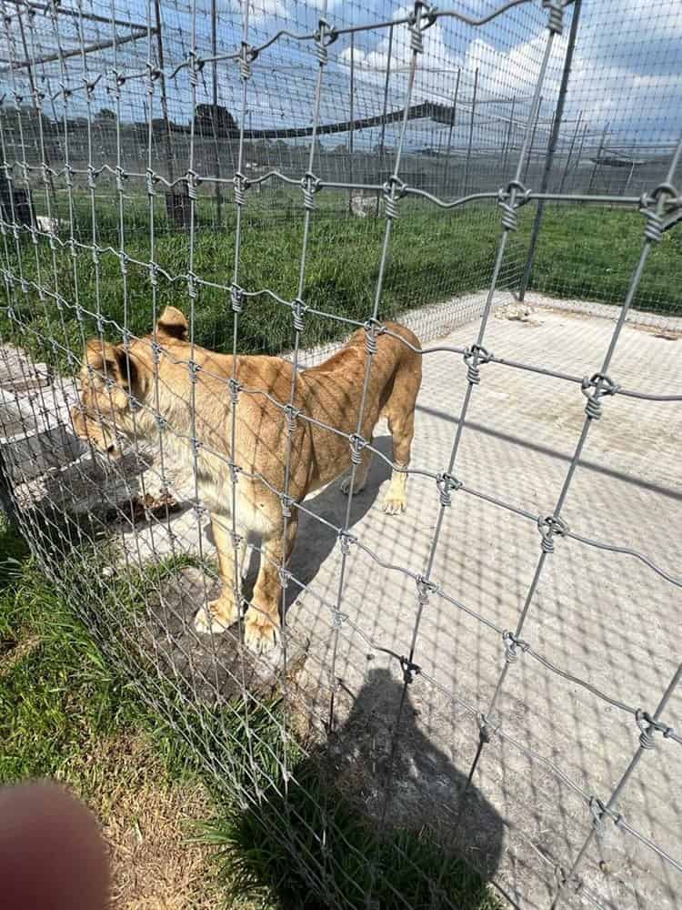 Hallan fosas con presuntos restos de leones en la CDMX