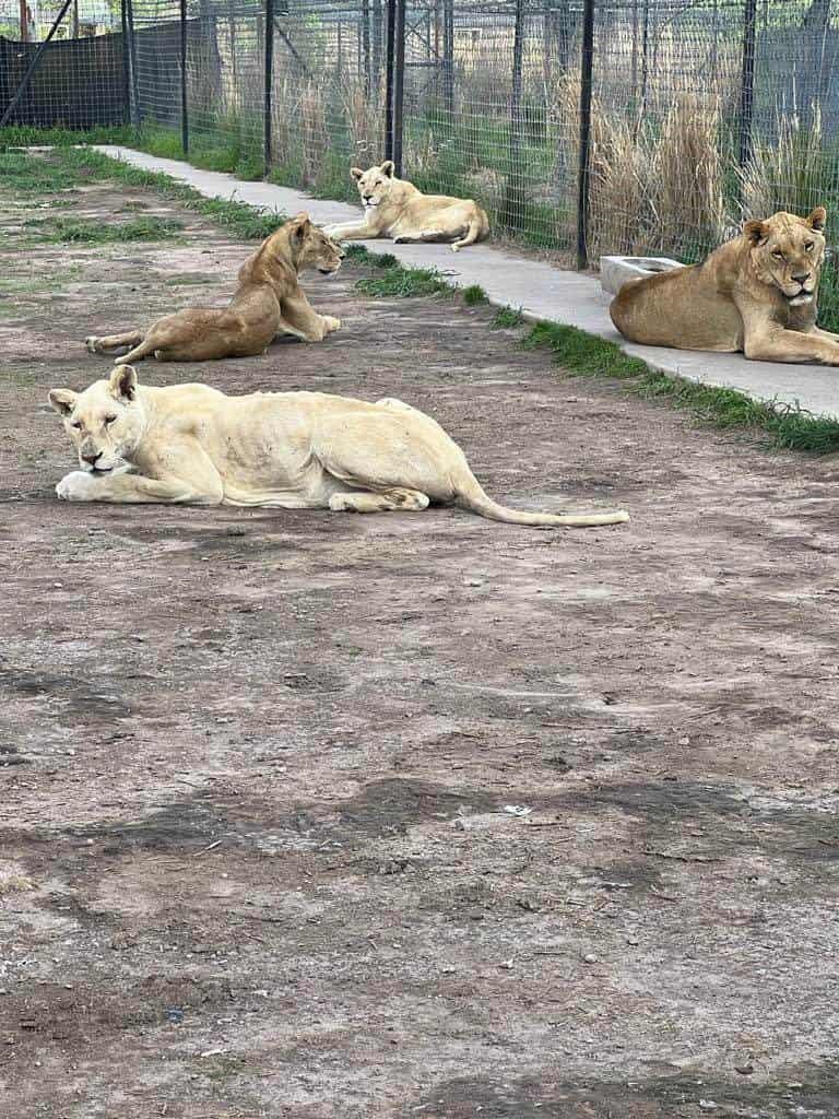 Hallan fosas con presuntos restos de leones en la CDMX