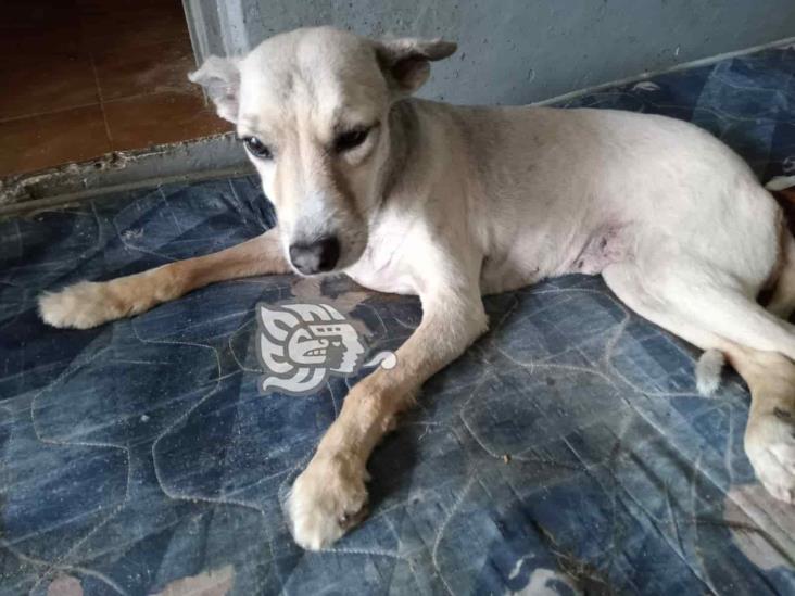 Urgen ayuda para croquetas para animales en albergues en Xalapa; aquí puedes donar