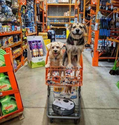 Perrita rescatada termina como empleada del mes en Home Depot