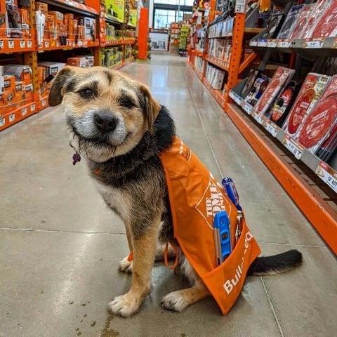 Perrita rescatada termina como empleada del mes en Home Depot
