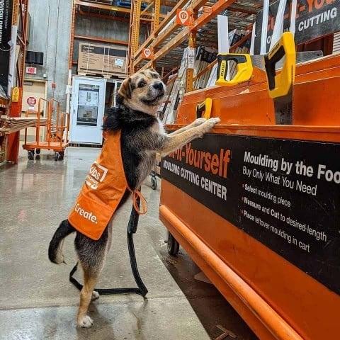 Perrita rescatada termina como empleada del mes en Home Depot