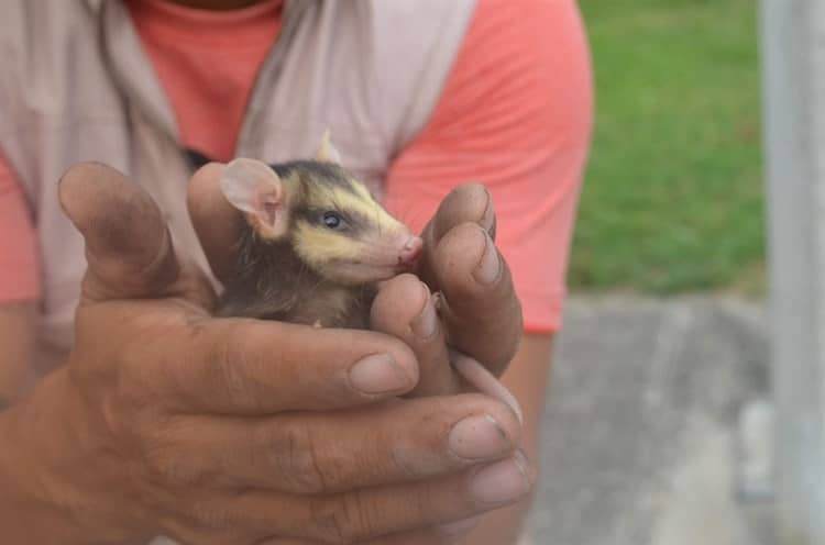 Los tlacuaches pronto estarán en peligro de extinción: veterinario