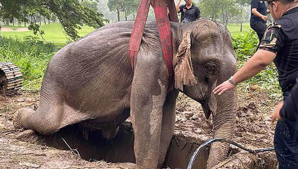 El heroico rescate a una madre elefante y su cría en Tailandia