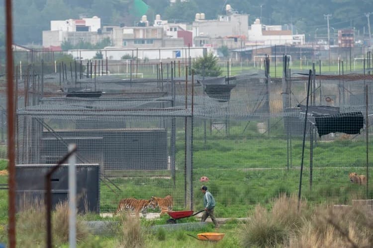 León utilizado para torturas en Veracruz es donado a Black Jaguar-White Tiger