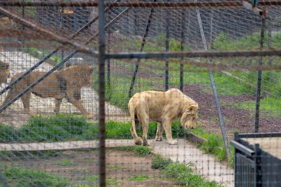 León utilizado para torturas en Veracruz es donado a Black Jaguar-White Tiger