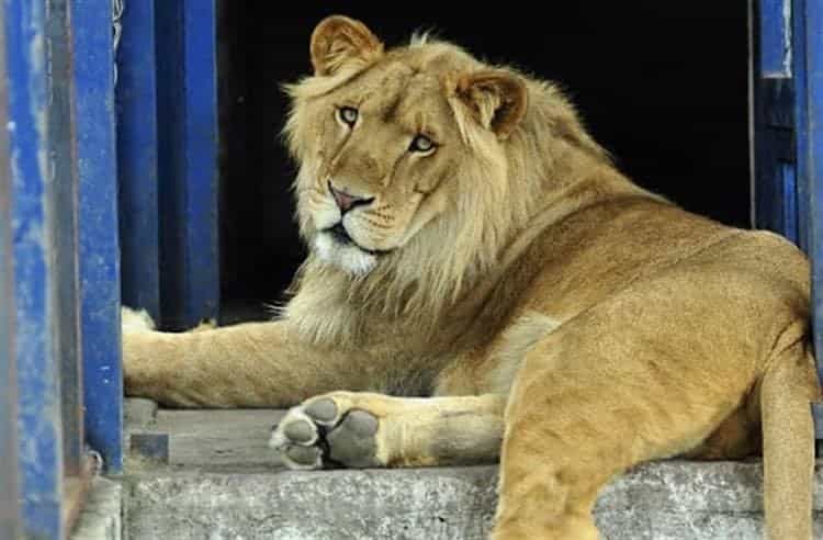 León utilizado para torturas en Veracruz es donado a Black Jaguar-White Tiger