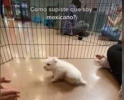 Perrito se hace viral por bailar mesa que más aplauda