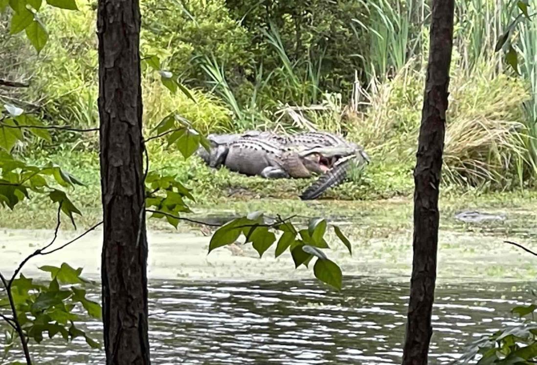 Anciana muere tras caer a estanque de caimanes en Florida