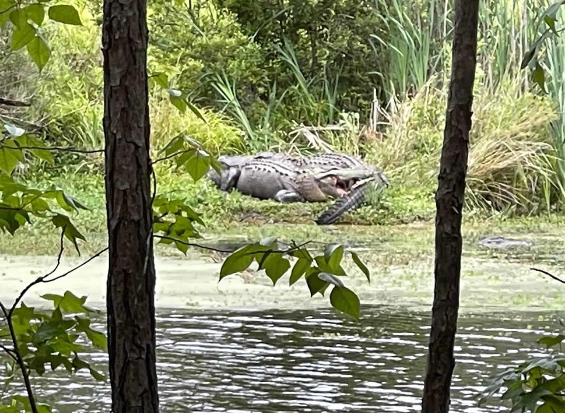 Anciana muere tras caer a estanque de caimanes en Florida