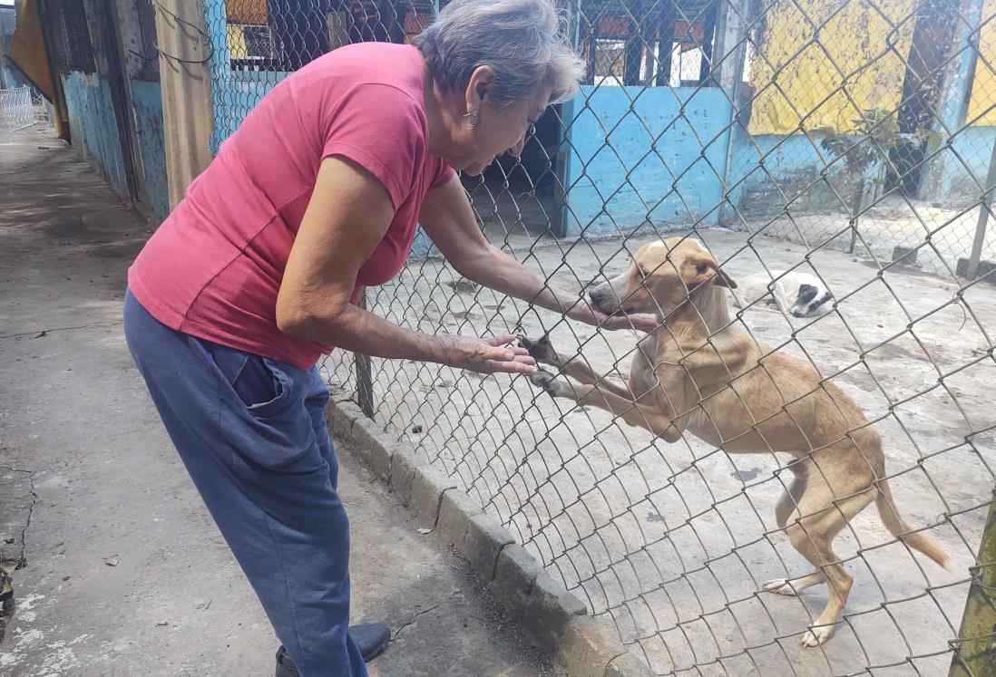 Asociación La Roca llama a celebrar el Día del Perro en Veracruz