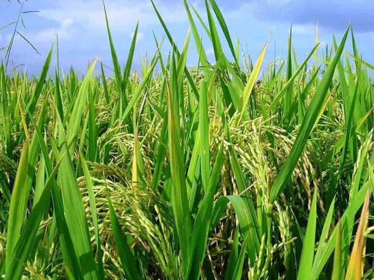 México aún no alcanza autosuficiencia alimentaria en producción de arroz: Díaz Hartz