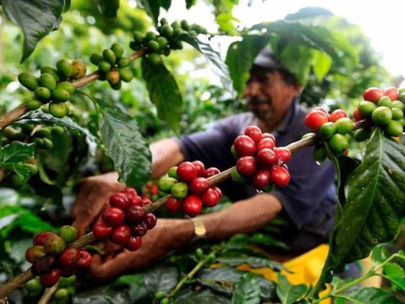 Inflación y guerra entre Rusia y Ucrania afectan a cafeticultores veracruzanos