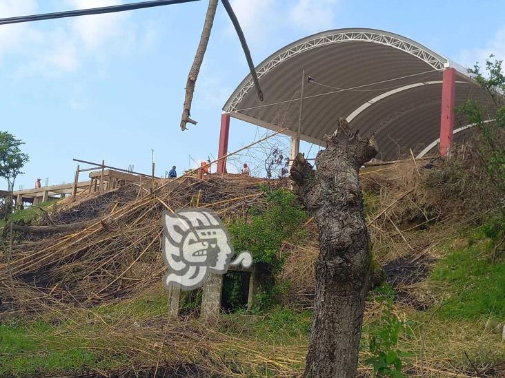 Indignación en Lomas de Tacamichapan por tala de pinos y árbol