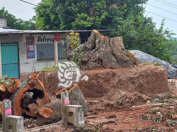 Indignación en Lomas de Tacamichapan por tala de pinos y árbol