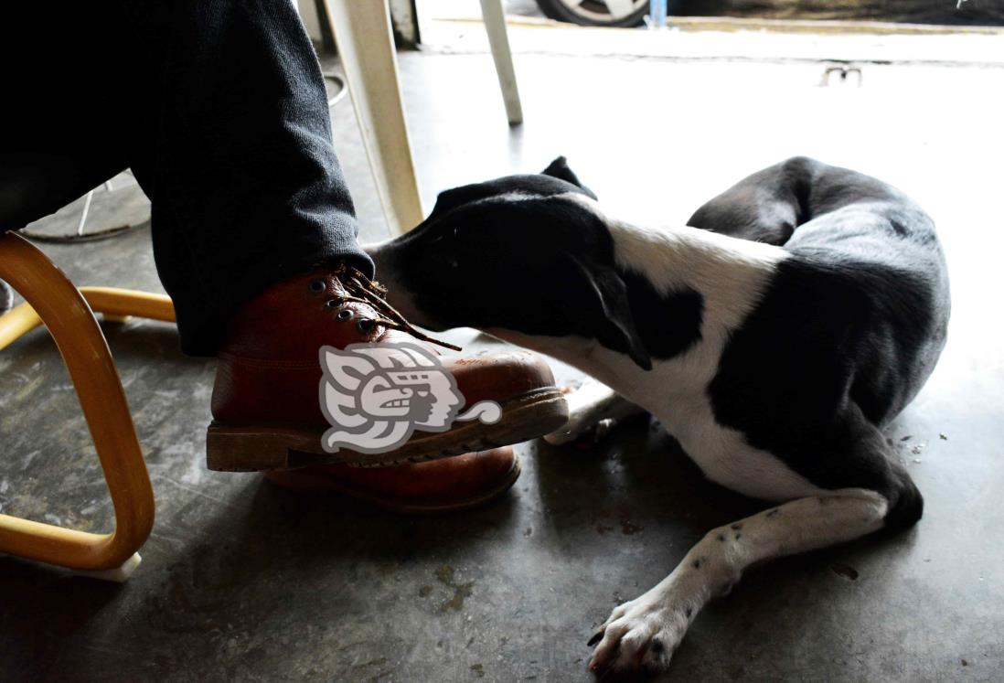 Con jornada antirrábica celebrarán Día Mundial del Perro en Coatzacoalcos