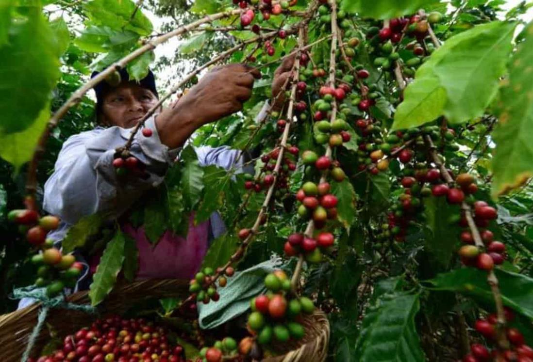 Cafetaleros veracruzanos piden retirar privilegios a empresas internacionales