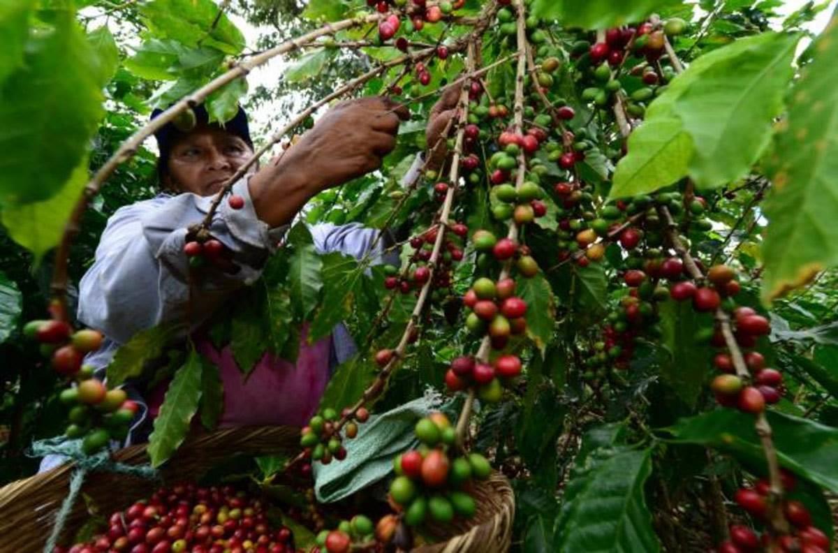 Cafetaleros veracruzanos piden retirar privilegios a empresas internacionales