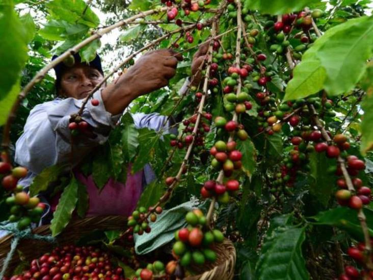 Cafetaleros veracruzanos piden retirar privilegios a empresas internacionales