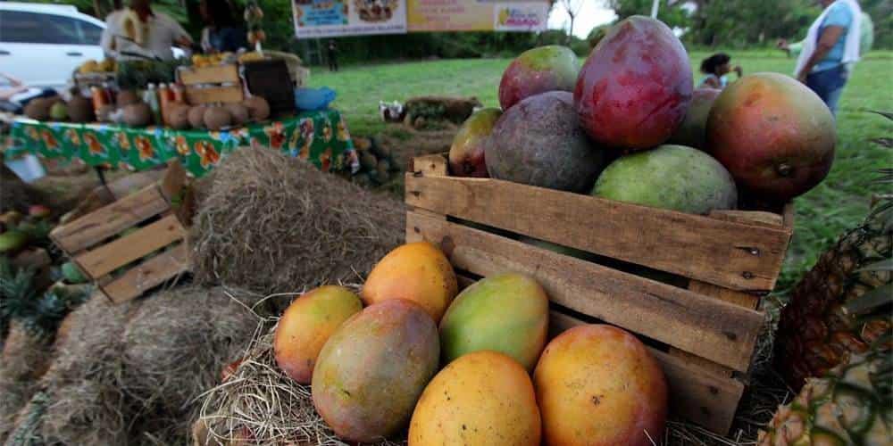 Inicia la Feria del Mango en Medellín de Bravo