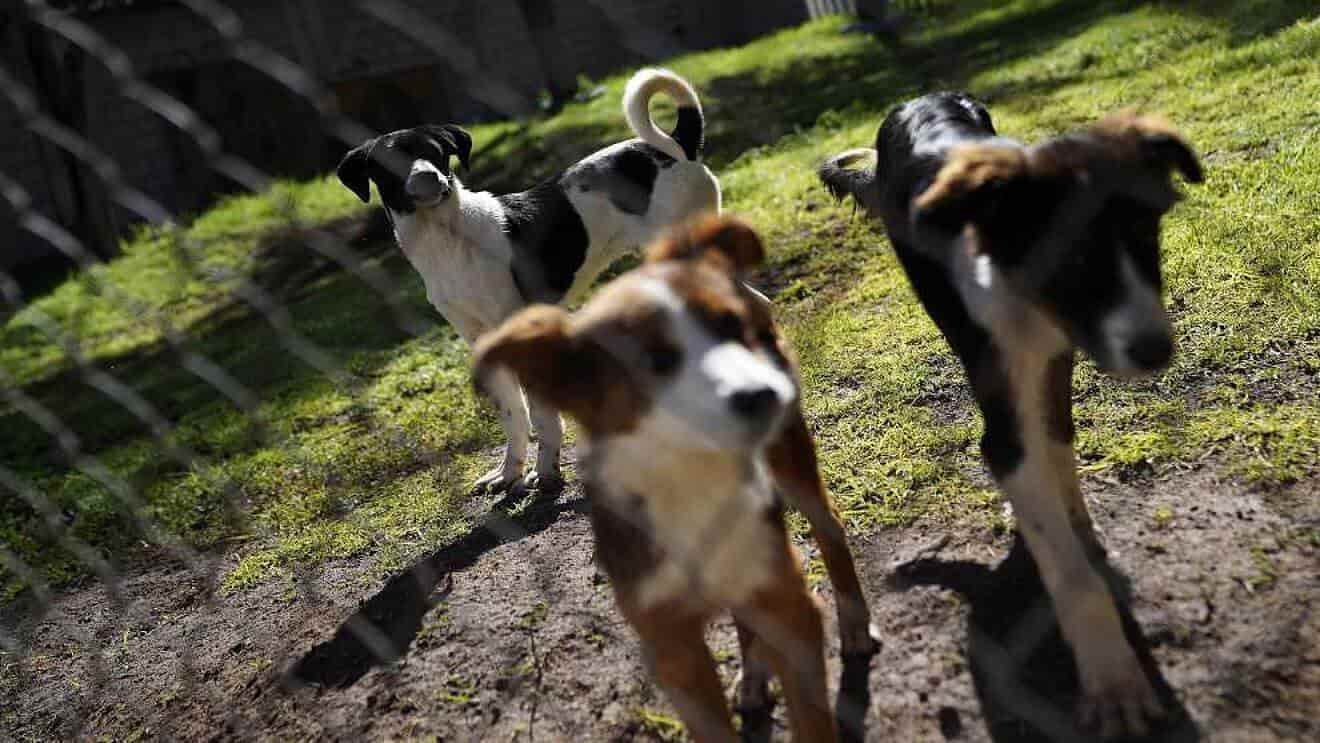 Se deben denunciar casos sobre maltrato animal en Veracruz: Grupo Pro Mejora