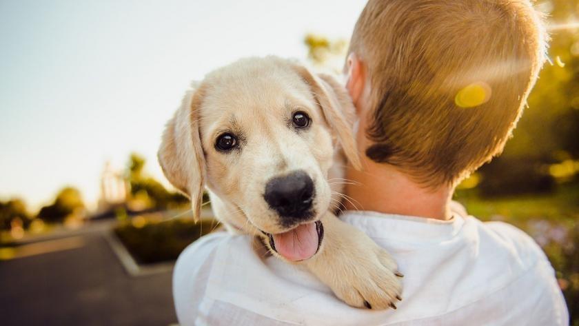 Hoy celebramos al mejor amigo del hombre: Día del Perro