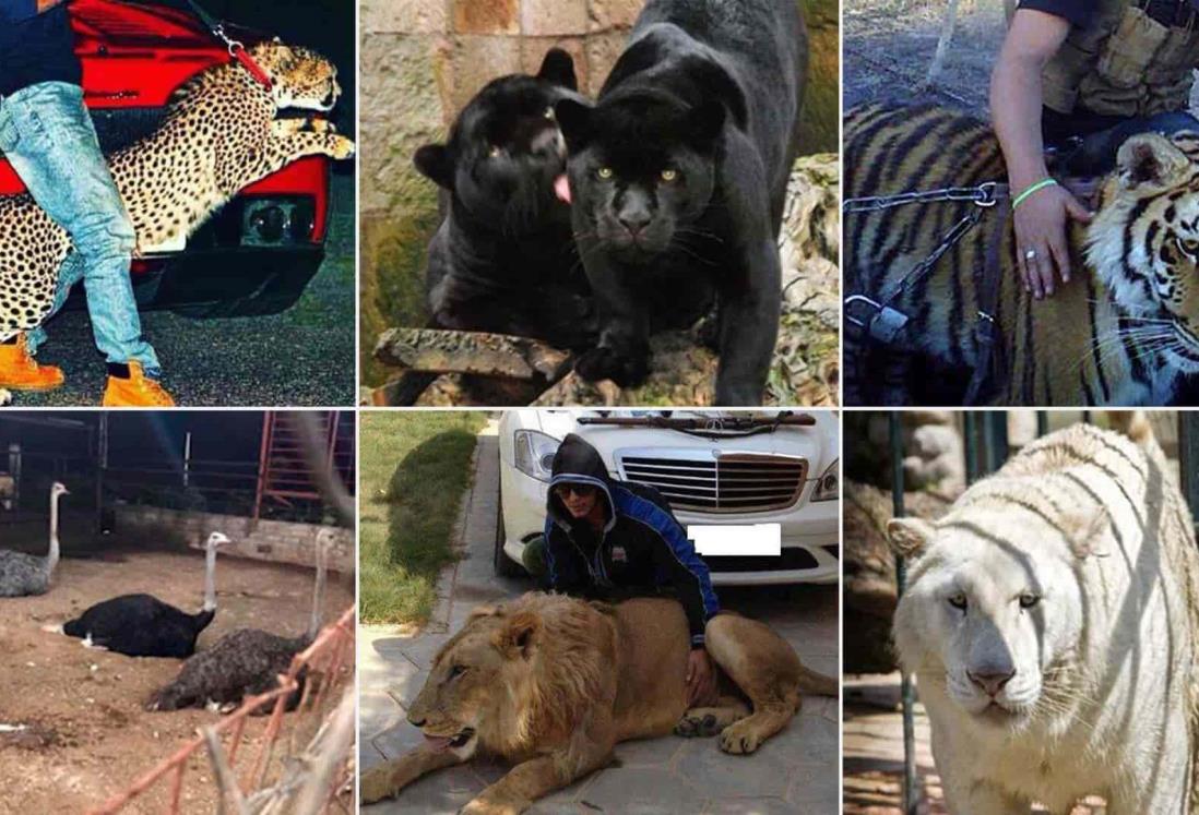 Los animales victimas del narco en México; lujo viviente