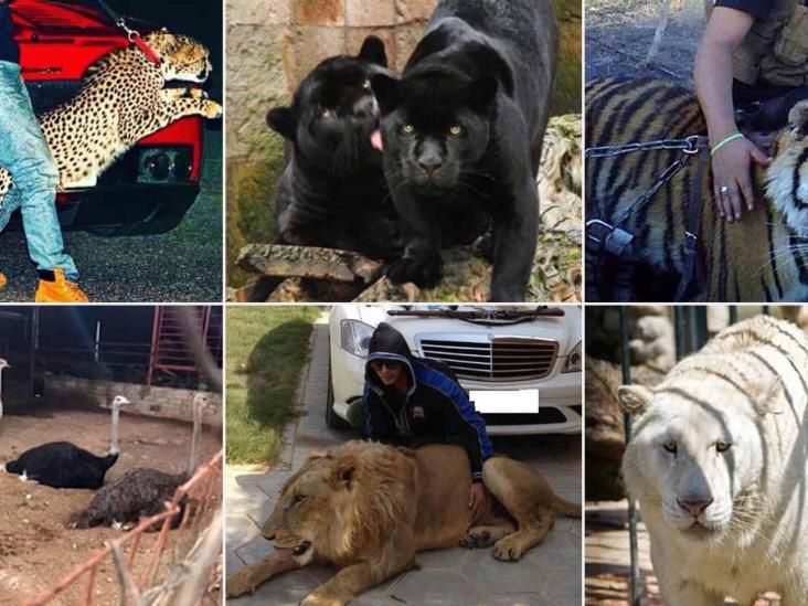 Los animales victimas del narco en México; lujo viviente