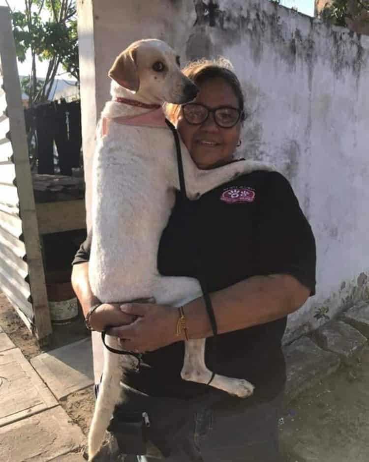 Se deben denunciar casos sobre maltrato animal en Veracruz: Grupo Pro Mejora