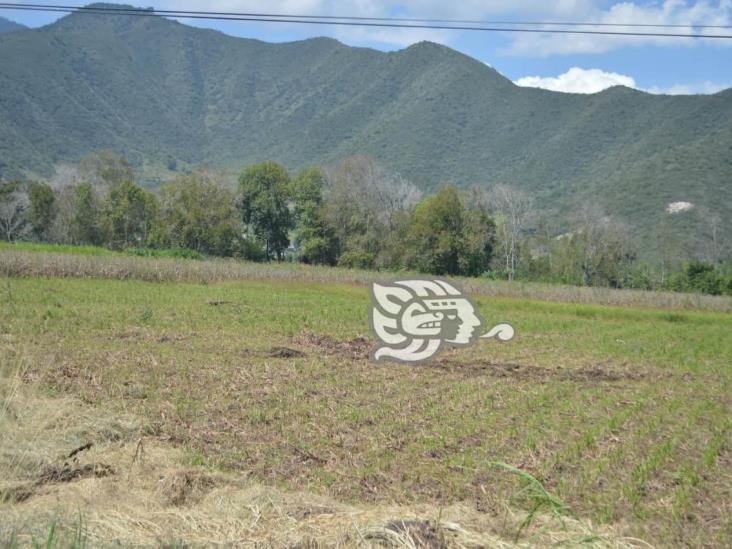 Plagas no dan tregua a cultivos en la zona centro de Veracruz