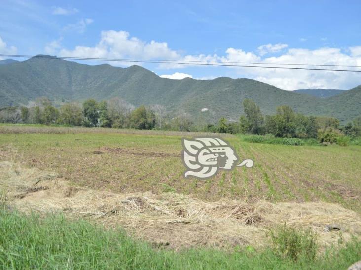 Plagas no dan tregua a cultivos en la zona centro de Veracruz