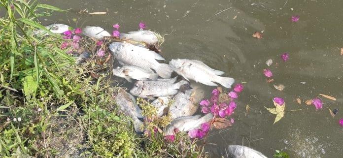 Otra vez aparecen peces muertos en lagos del Dique