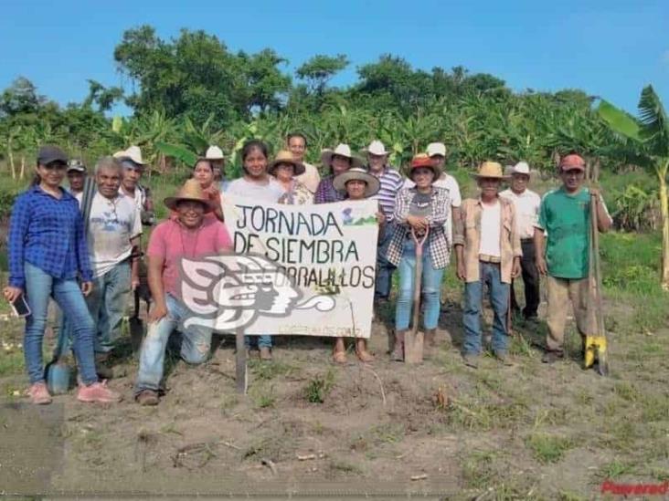 Genera Sembrando Vida derrama de más de 80 mdp en Coatzintla