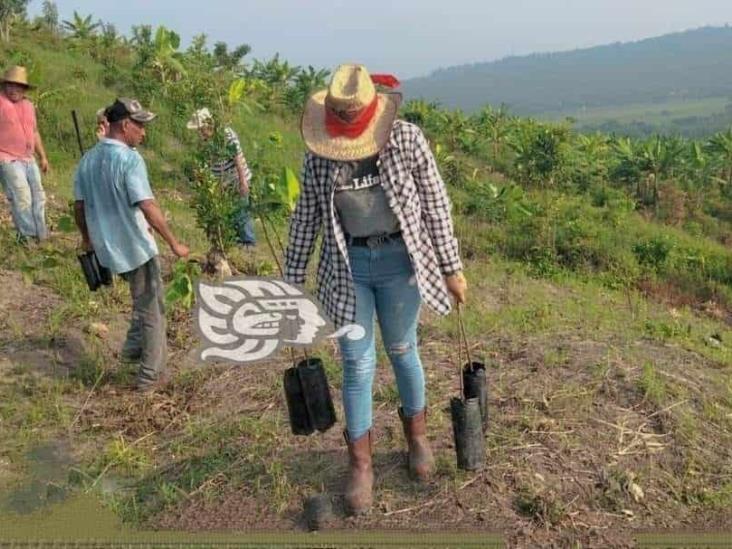 Genera Sembrando Vida derrama de más de 80 mdp en Coatzintla