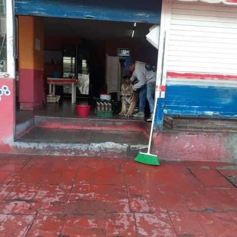 Sorprende tigre de bengala deambulando por las calles de Hidalgo