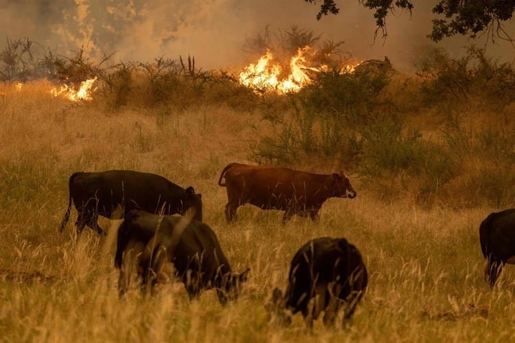 Desalojan a miles de personas por incendio cerca del parque Yosemite, en California