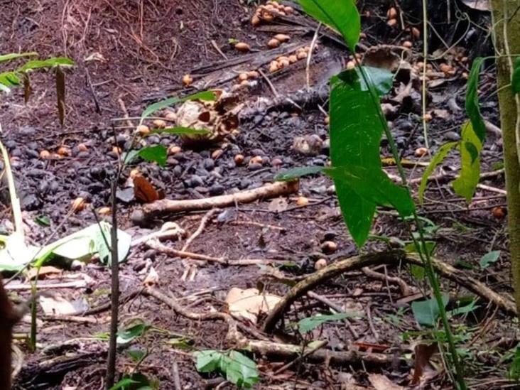 Localizan restos óseos en límites de Moloacán y Las Choapas