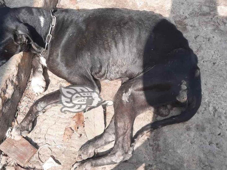 Denuncian “omisión” de ayuntamiento de Huiloapan en caso de maltrato animal