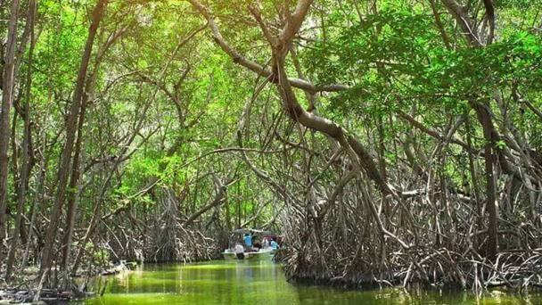 AGENDA AMBIENTAL: El manglar: una red de vida