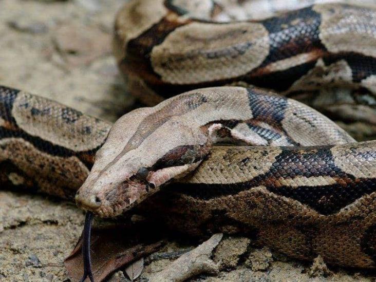 En Estados Unidos, boa se enreda en cuello de su dueño y lo mata