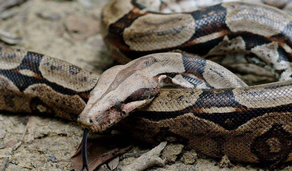 En Estados Unidos, boa se enreda en cuello de su dueño y lo mata