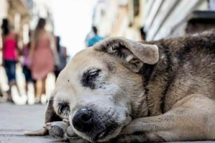 “Día Internacional del Perro Callejero”; cambiemos la vida de un lomito