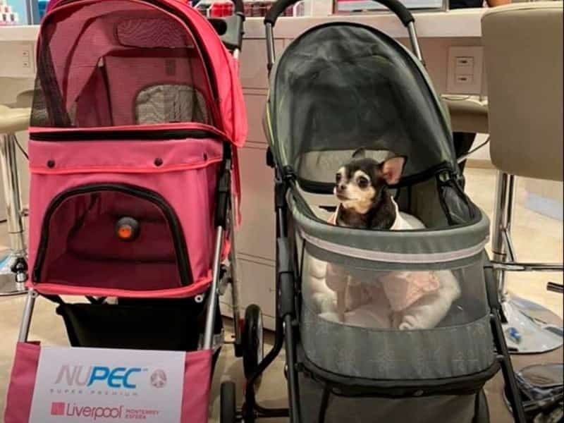 Liverpool te prestará carriolas para los que gustan de ir a comprar con sus perritos