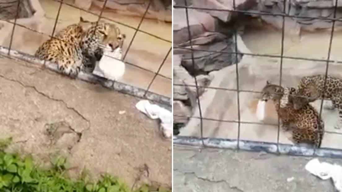 Jaguar ataca a menor en zoológico de Guanajuato (+Video)