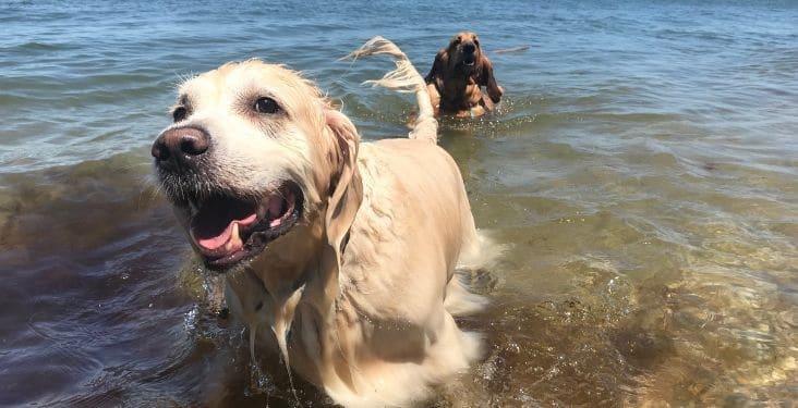 Protege a tus mascotas del calor