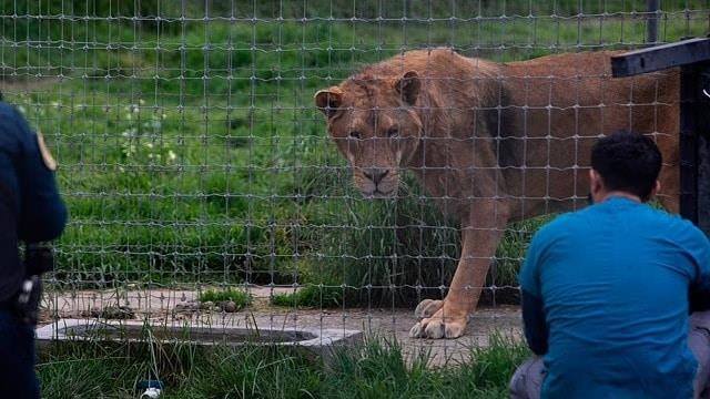 Zoológico de León recibirá a 6 felinos rescatados del Santuario Black Jaguar en CDMX